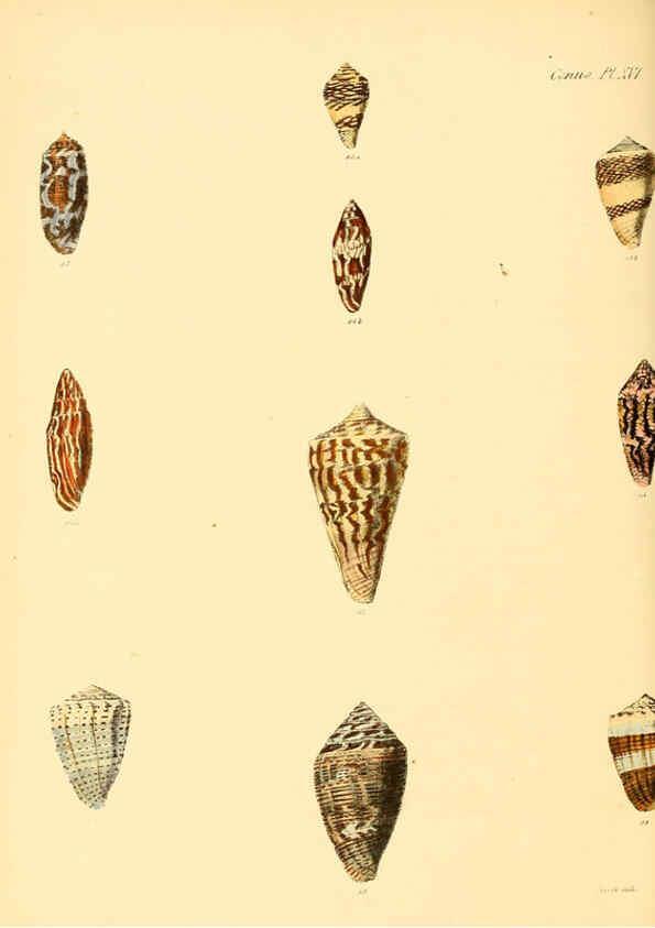 Reproducción/Reproduction 6030076416: Conchologia iconica, or, Illustrations of the shells of molluscous animals. v.1 London :Reeve, Brothers,1843-1878