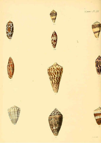 Reproducción/Reproduction 6030076416: Conchologia iconica, or, Illustrations of the shells of molluscous animals. v.1 London :Reeve, Brothers,1843-1878