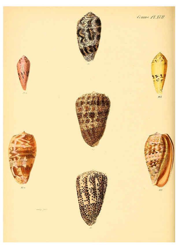 Reproducción/Reproduction 6030076682: Conchologia iconica, or, Illustrations of the shells of molluscous animals. v.1 London :Reeve, Brothers,1843-1878