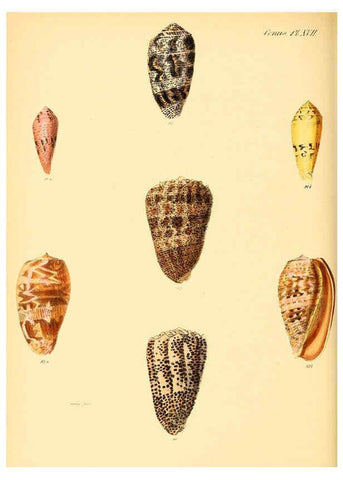 Reproducción/Reproduction 6030076682: Conchologia iconica, or, Illustrations of the shells of molluscous animals. v.1 London :Reeve, Brothers,1843-1878