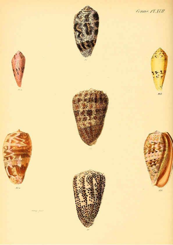 Reproducción/Reproduction 6030076682: Conchologia iconica, or, Illustrations of the shells of molluscous animals. v.1 London :Reeve, Brothers,1843-1878