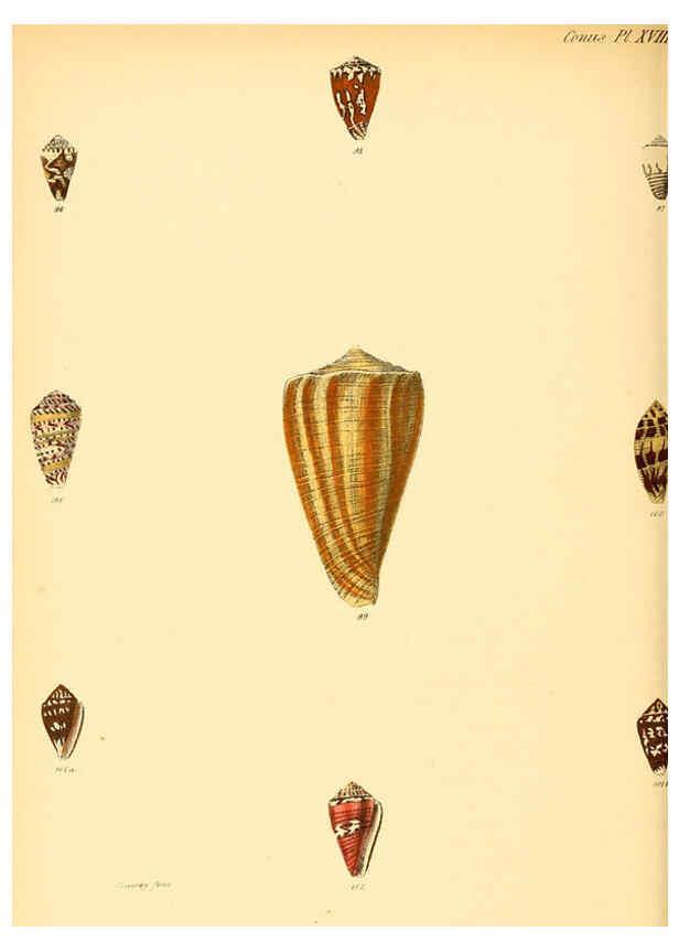 Reproducción/Reproduction 6029522451: Conchologia iconica, or, Illustrations of the shells of molluscous animals. v.1 London :Reeve, Brothers,1843-1878