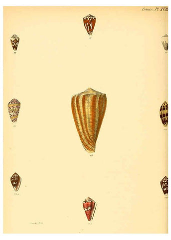 Reproducción/Reproduction 6029522451: Conchologia iconica, or, Illustrations of the shells of molluscous animals. v.1 London :Reeve, Brothers,1843-1878