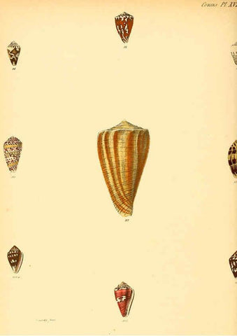 Reproducción/Reproduction 6029522451: Conchologia iconica, or, Illustrations of the shells of molluscous animals. v.1 London :Reeve, Brothers,1843-1878
