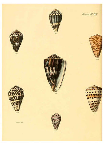 Reproducción/Reproduction 6029522807: Conchologia iconica, or, Illustrations of the shells of molluscous animals. v.1 London :Reeve, Brothers,1843-1878