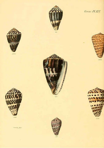 Reproducción/Reproduction 6029522807: Conchologia iconica, or, Illustrations of the shells of molluscous animals. v.1 London :Reeve, Brothers,1843-1878