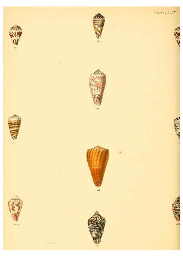 Reproducción/Reproduction 6029523061: Conchologia iconica, or, Illustrations of the shells of molluscous animals. v.1 London :Reeve, Brothers,1843-1878