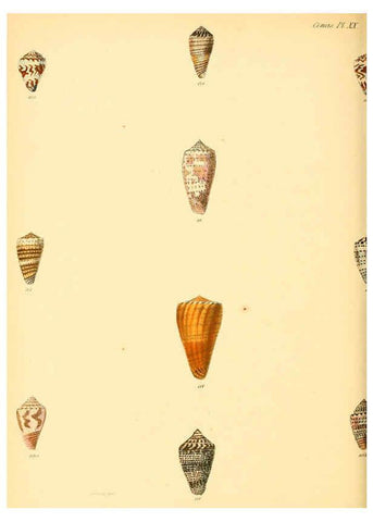 Reproducción/Reproduction 6029523061: Conchologia iconica, or, Illustrations of the shells of molluscous animals. v.1 London :Reeve, Brothers,1843-1878