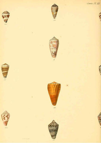 Reproducción/Reproduction 6029523061: Conchologia iconica, or, Illustrations of the shells of molluscous animals. v.1 London :Reeve, Brothers,1843-1878
