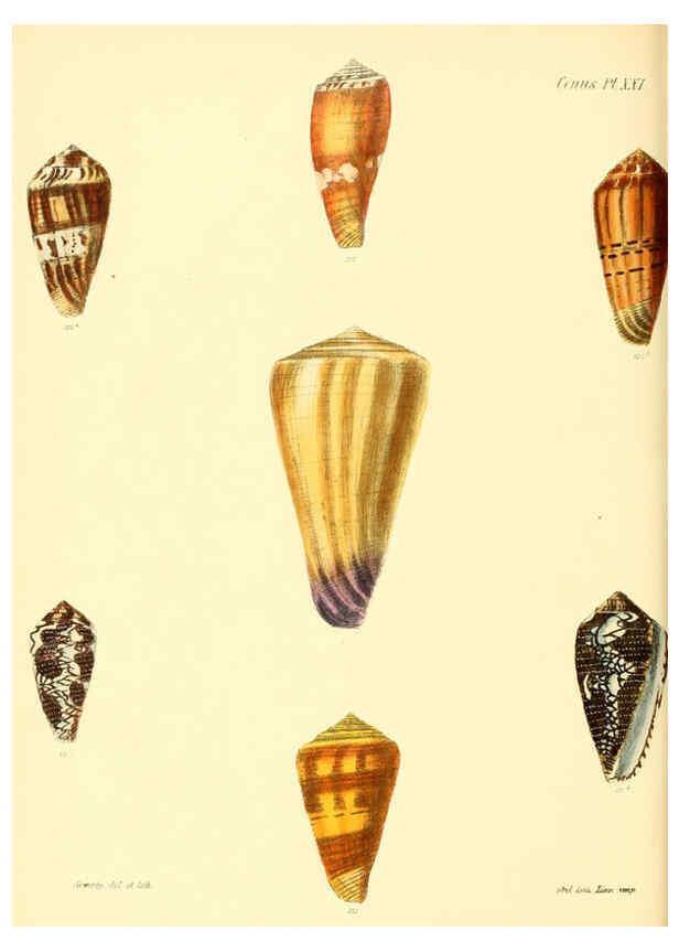 Reproducción/Reproduction 6030077942: Conchologia iconica, or, Illustrations of the shells of molluscous animals. v.1 London :Reeve, Brothers,1843-1878