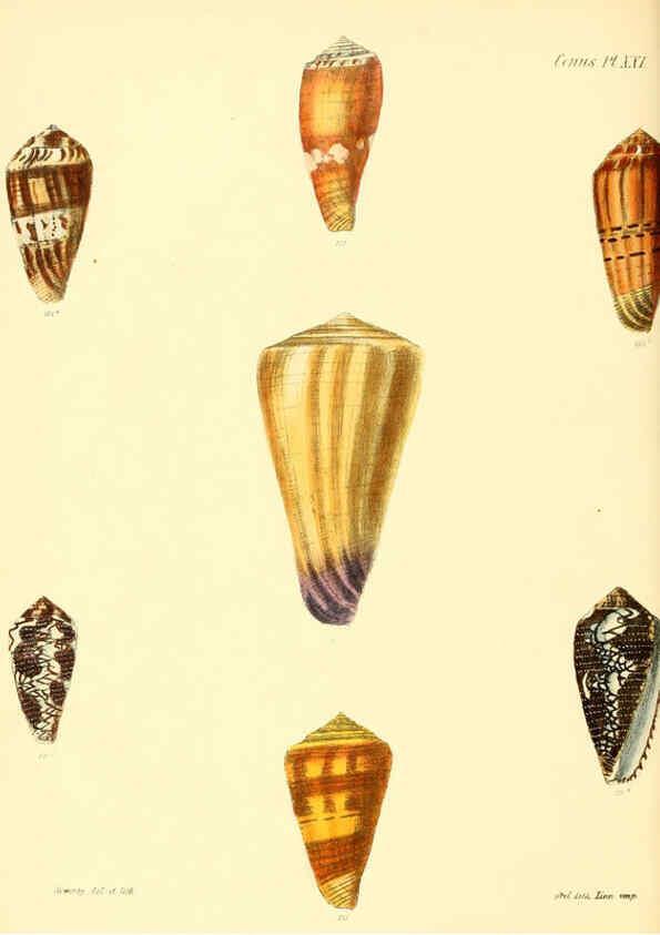 Reproducción/Reproduction 6030077942: Conchologia iconica, or, Illustrations of the shells of molluscous animals. v.1 London :Reeve, Brothers,1843-1878