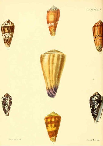 Reproducción/Reproduction 6030077942: Conchologia iconica, or, Illustrations of the shells of molluscous animals. v.1 London :Reeve, Brothers,1843-1878
