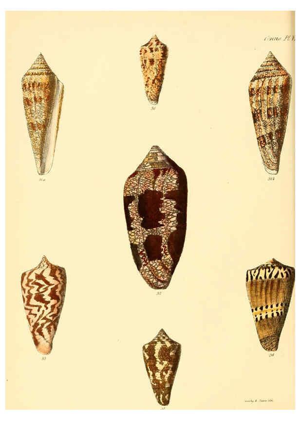 Reproducción/Reproduction 6030073266: Conchologia iconica, or, Illustrations of the shells of molluscous animals. v.1 London :Reeve, Brothers,1843-1878
