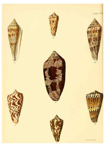 Reproducción/Reproduction 6030073266: Conchologia iconica, or, Illustrations of the shells of molluscous animals. v.1 London :Reeve, Brothers,1843-1878