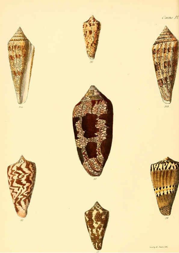 Reproducción/Reproduction 6030073266: Conchologia iconica, or, Illustrations of the shells of molluscous animals. v.1 London :Reeve, Brothers,1843-1878