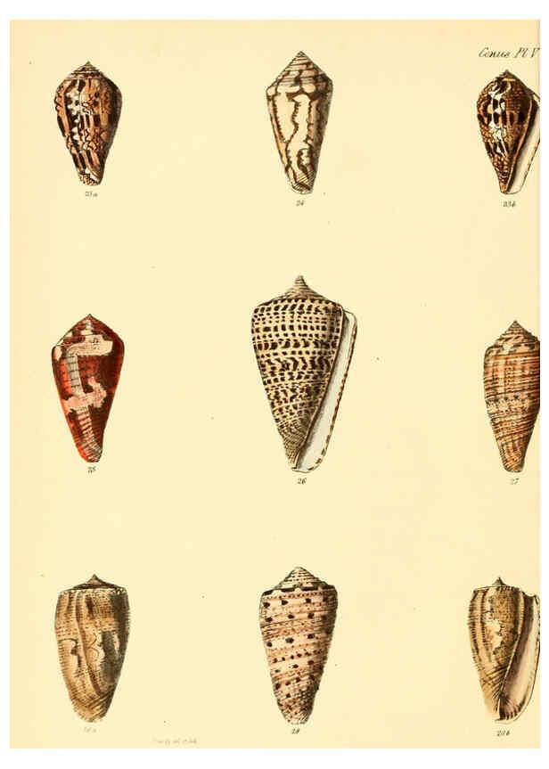 Reproducción/Reproduction 6029518529: Conchologia iconica, or, Illustrations of the shells of molluscous animals. v.1 London :Reeve, Brothers,1843-1878