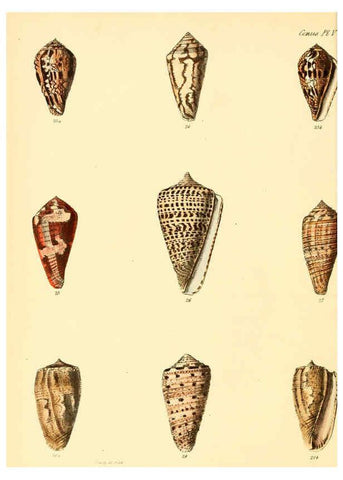 Reproducción/Reproduction 6029518529: Conchologia iconica, or, Illustrations of the shells of molluscous animals. v.1 London :Reeve, Brothers,1843-1878