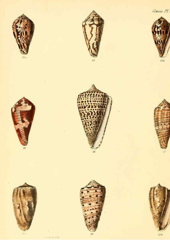 Reproducción/Reproduction 6029518529: Conchologia iconica, or, Illustrations of the shells of molluscous animals. v.1 London :Reeve, Brothers,1843-1878