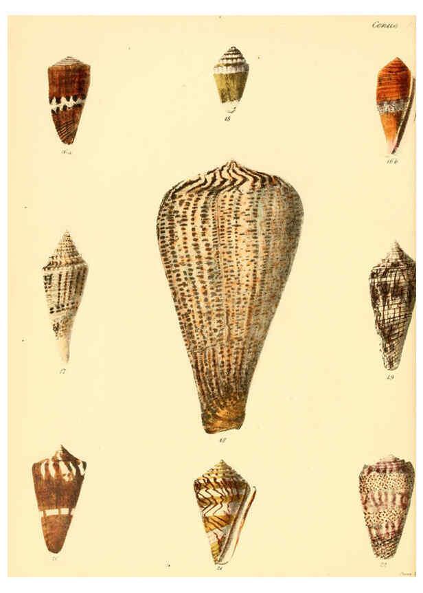 Reproducción/Reproduction 6029518043: Conchologia iconica, or, Illustrations of the shells of molluscous animals. v.1 London :Reeve, Brothers,1843-1878