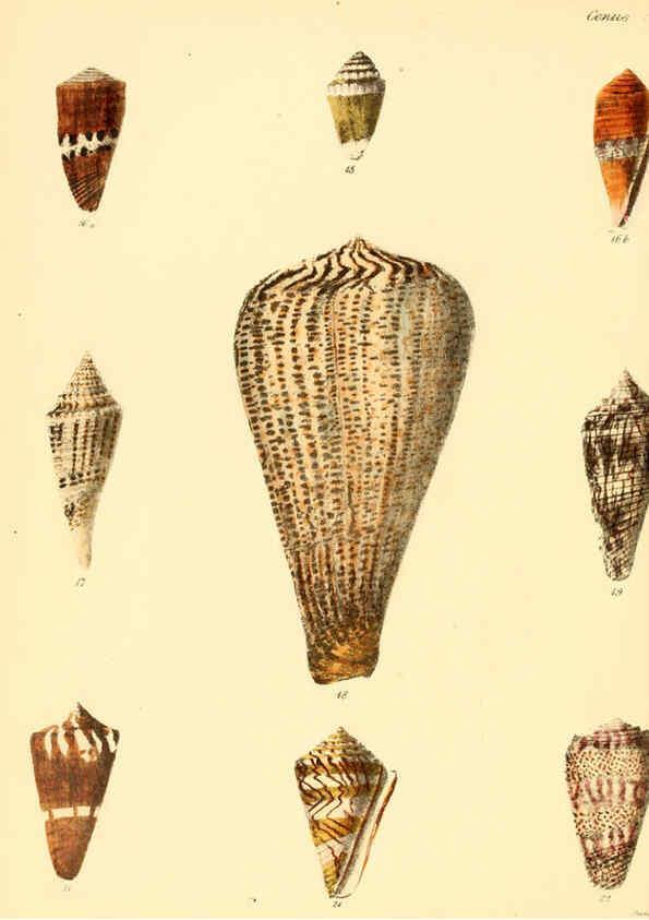 Reproducción/Reproduction 6029518043: Conchologia iconica, or, Illustrations of the shells of molluscous animals. v.1 London :Reeve, Brothers,1843-1878