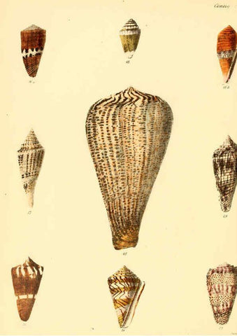 Reproducción/Reproduction 6029518043: Conchologia iconica, or, Illustrations of the shells of molluscous animals. v.1 London :Reeve, Brothers,1843-1878