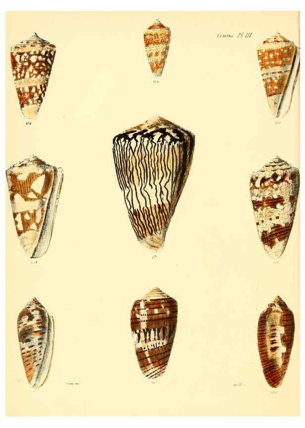 Reproducción/Reproduction 6029517691: Conchologia iconica, or, Illustrations of the shells of molluscous animals. v.1 London :Reeve, Brothers,1843-1878