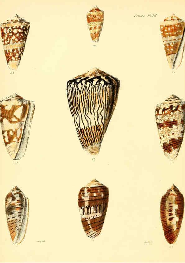 Reproducción/Reproduction 6029517691: Conchologia iconica, or, Illustrations of the shells of molluscous animals. v.1 London :Reeve, Brothers,1843-1878