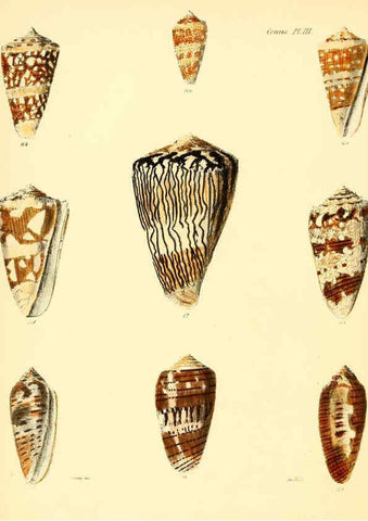 Reproducción/Reproduction 6029517691: Conchologia iconica, or, Illustrations of the shells of molluscous animals. v.1 London :Reeve, Brothers,1843-1878