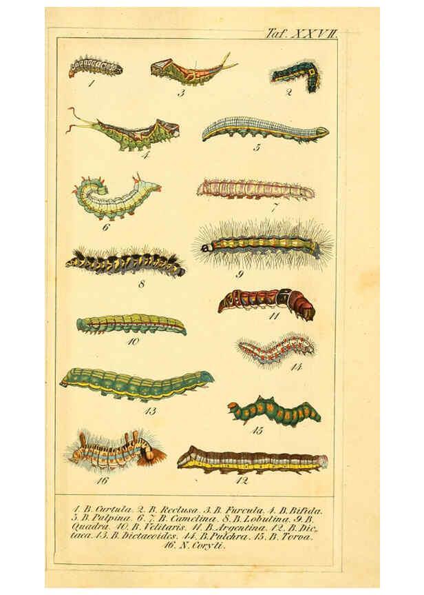 Reproducción/Reproduction 6029446907: Chronologischer Raupenkalender, oder, Naturgeschichte der europäischen Raupen Berlin :Im Verlage von Theodor Bade,1837