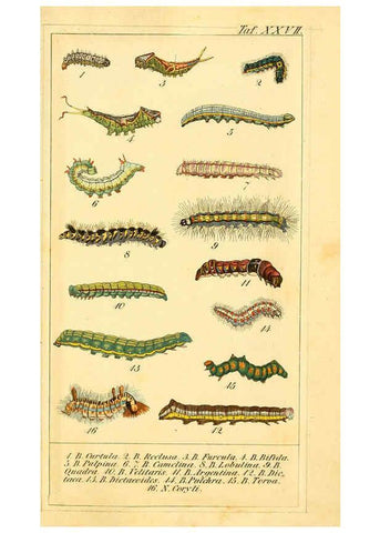 Reproducción/Reproduction 6029446907: Chronologischer Raupenkalender, oder, Naturgeschichte der europäischen Raupen Berlin :Im Verlage von Theodor Bade,1837