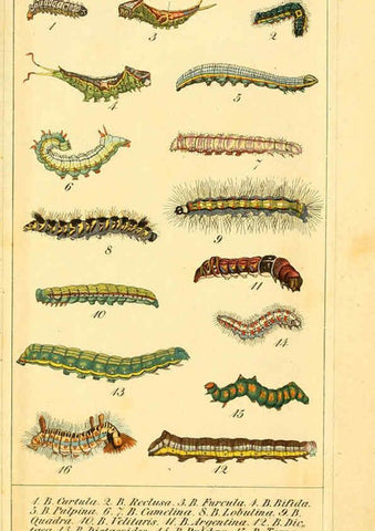 Reproducción/Reproduction 6029446907: Chronologischer Raupenkalender, oder, Naturgeschichte der europäischen Raupen Berlin :Im Verlage von Theodor Bade,1837