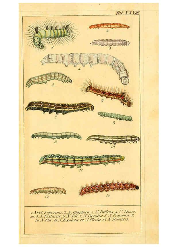 Reproducción/Reproduction 6030002240: Chronologischer Raupenkalender, oder, Naturgeschichte der europäischen Raupen Berlin :Im Verlage von Theodor Bade,1837