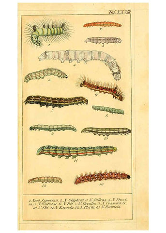 Reproducción/Reproduction 6030002240: Chronologischer Raupenkalender, oder, Naturgeschichte der europäischen Raupen Berlin :Im Verlage von Theodor Bade,1837