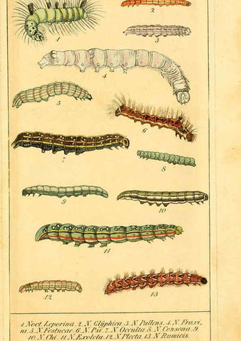 Reproducción/Reproduction 6030002240: Chronologischer Raupenkalender, oder, Naturgeschichte der europäischen Raupen Berlin :Im Verlage von Theodor Bade,1837