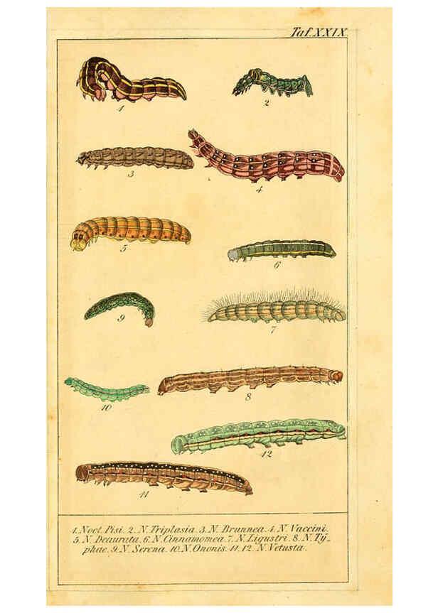 Reproducción/Reproduction 6029448099: Chronologischer Raupenkalender, oder, Naturgeschichte der europäischen Raupen Berlin :Im Verlage von Theodor Bade,1837