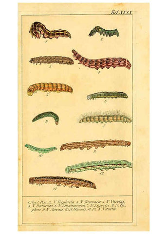 Reproducción/Reproduction 6029448099: Chronologischer Raupenkalender, oder, Naturgeschichte der europäischen Raupen Berlin :Im Verlage von Theodor Bade,1837