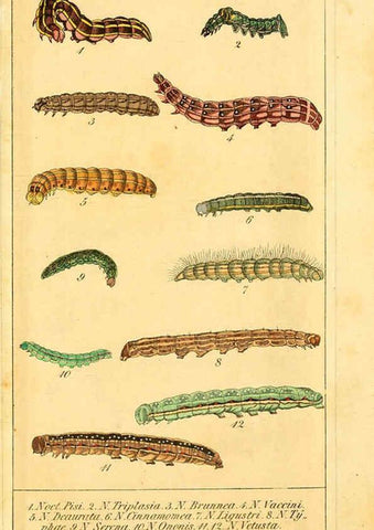 Reproducción/Reproduction 6029448099: Chronologischer Raupenkalender, oder, Naturgeschichte der europäischen Raupen Berlin :Im Verlage von Theodor Bade,1837