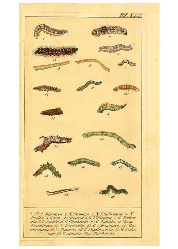 Reproducción/Reproduction 6030003086: Chronologischer Raupenkalender, oder, Naturgeschichte der europäischen Raupen Berlin :Im Verlage von Theodor Bade,1837