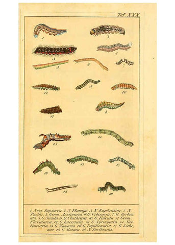 Reproducción/Reproduction 6030003086: Chronologischer Raupenkalender, oder, Naturgeschichte der europäischen Raupen Berlin :Im Verlage von Theodor Bade,1837