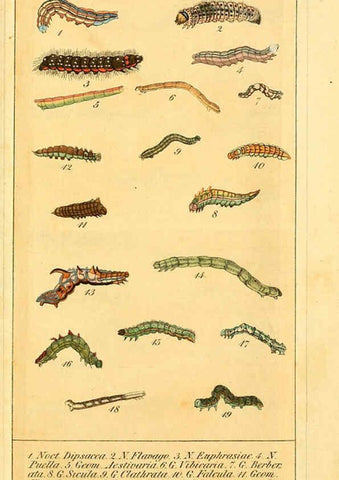 Reproducción/Reproduction 6030003086: Chronologischer Raupenkalender, oder, Naturgeschichte der europäischen Raupen Berlin :Im Verlage von Theodor Bade,1837