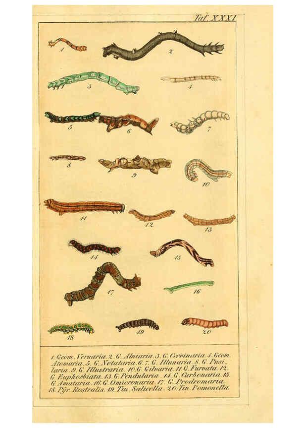 Reproducción/Reproduction 6030003430: Chronologischer Raupenkalender, oder, Naturgeschichte der europäischen Raupen Berlin :Im Verlage von Theodor Bade,1837