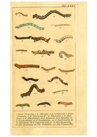 Reproducción/Reproduction 6030003430: Chronologischer Raupenkalender, oder, Naturgeschichte der europäischen Raupen Berlin :Im Verlage von Theodor Bade,1837