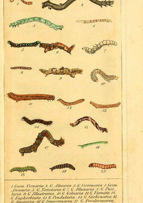 Reproducción/Reproduction 6030003430: Chronologischer Raupenkalender, oder, Naturgeschichte der europäischen Raupen Berlin :Im Verlage von Theodor Bade,1837
