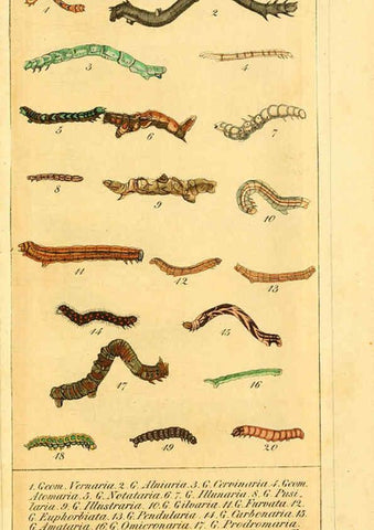 Reproducción/Reproduction 6030003430: Chronologischer Raupenkalender, oder, Naturgeschichte der europäischen Raupen Berlin :Im Verlage von Theodor Bade,1837