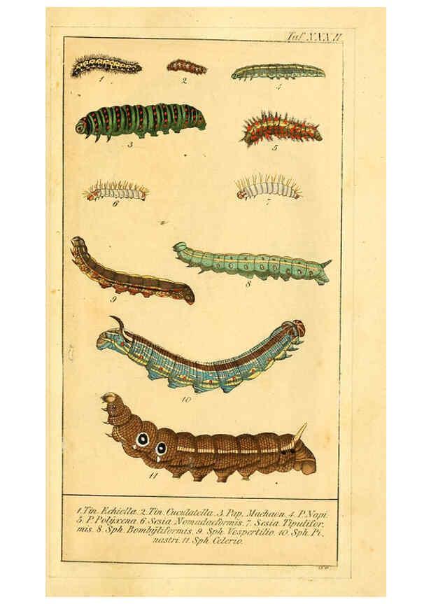 Reproducción/Reproduction 6030003702: Chronologischer Raupenkalender, oder, Naturgeschichte der europäischen Raupen Berlin :Im Verlage von Theodor Bade,1837