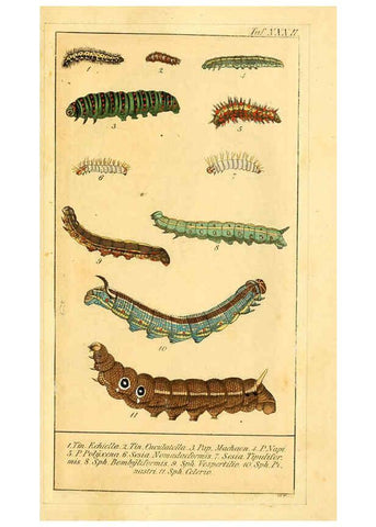 Reproducción/Reproduction 6030003702: Chronologischer Raupenkalender, oder, Naturgeschichte der europäischen Raupen Berlin :Im Verlage von Theodor Bade,1837