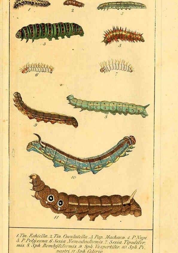 Reproducción/Reproduction 6030003702: Chronologischer Raupenkalender, oder, Naturgeschichte der europäischen Raupen Berlin :Im Verlage von Theodor Bade,1837