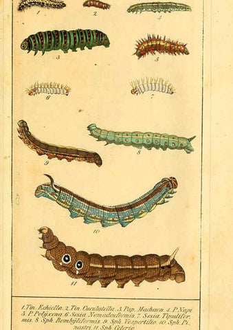 Reproducción/Reproduction 6030003702: Chronologischer Raupenkalender, oder, Naturgeschichte der europäischen Raupen Berlin :Im Verlage von Theodor Bade,1837