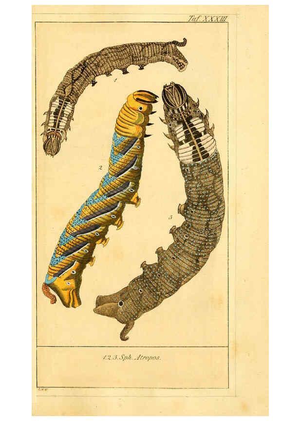 Reproducción/Reproduction 6029449279: Chronologischer Raupenkalender, oder, Naturgeschichte der europäischen Raupen Berlin :Im Verlage von Theodor Bade,1837