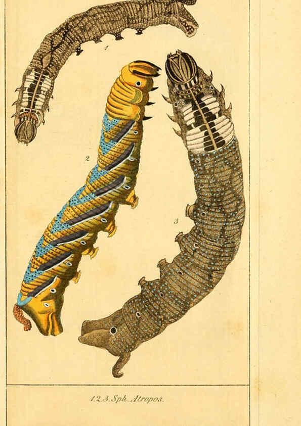 Reproducción/Reproduction 6029449279: Chronologischer Raupenkalender, oder, Naturgeschichte der europäischen Raupen Berlin :Im Verlage von Theodor Bade,1837